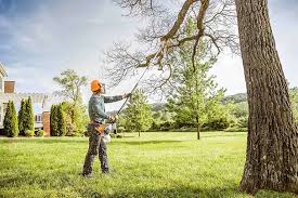 Best Tree Disease Treatment  in Commerce, TX