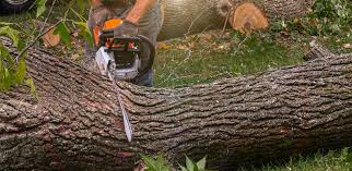 Commerce, TX Tree Removal Company