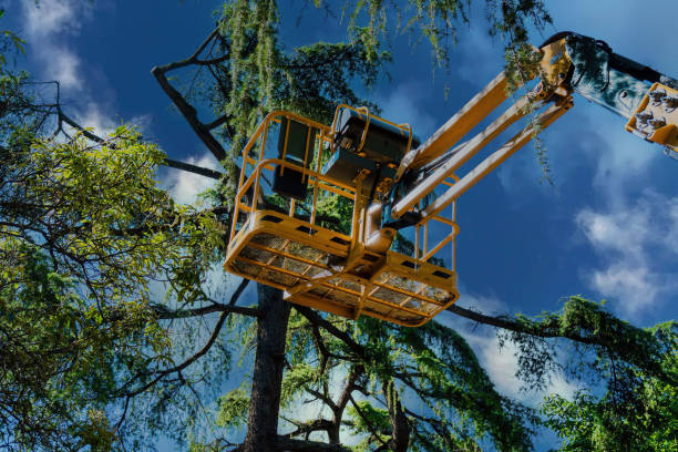 Professional Tree Removal in Commerce, TX